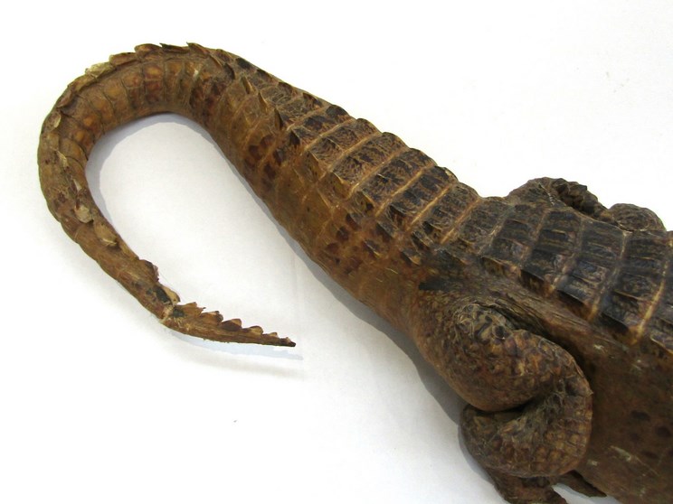 A Victorian stuffed specimen cayman. - Image 3 of 3