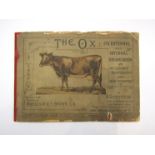 Single volume The Ox: Its external and internal structures with illustrations By A Seyfferth