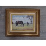 STEPHEN WALKER (1900-2004): A framed oil on board of a black horse and foal. Signed bottom left.