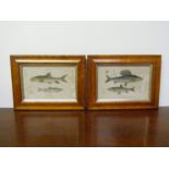 Two framed and glazed early 19th Century prints of fish and tackle in maple frames,