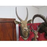 Two mounted taxidermy Eland heads, labelled Tanganyika 1926.