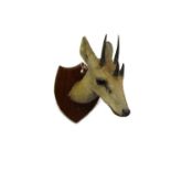 A Van Ingen Mysore taxidermy dic-dic,