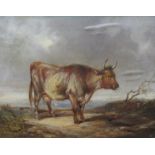 A 19th Century oil on board of Highland cattle/cow, gilt framed,