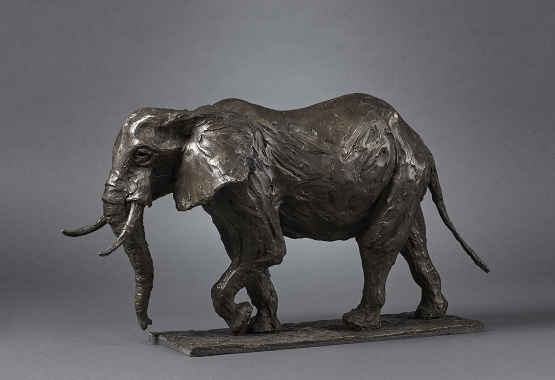 'African Elephant' by Fred Gordon