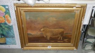 An oil on canvas study of a sheep,