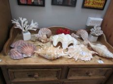 A mixed lot of large sea shells