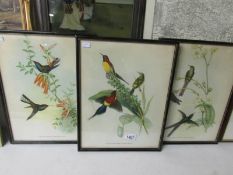 2 framed and glazed Gould & Richter prints of flora and fauna (Nectorinia Gouldla adn Urochroa