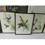 2 framed and glazed Gould & Richter prints of flora and fauna (Nectorinia Gouldla adn Urochroa