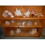 3 shelves of assorted sea shells.