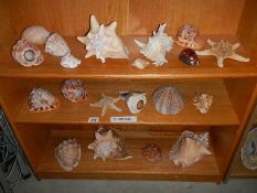 3 shelves of assorted sea shells.