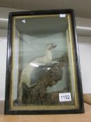 Taxidermy - a cased stoat.