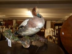 Taxidermy - a duck.