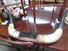 Taxidermy - a pair of ox horns.