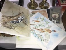 A collection of original bird drawings and paintings.