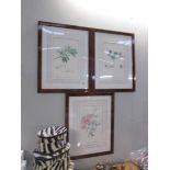 3 framed and glazed botanical prints.