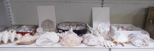 A large collection of shells and coral (some mineral stones)