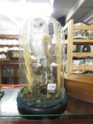 Taxidermy - a barn owl and mouse under dome