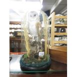 Taxidermy - a barn owl and mouse under dome