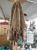 34 mink pelts (all treated).