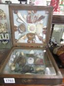 A folding display case of shells, rocks, insects etc.