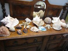 A collection of sea shells and star fish etc.