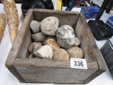 An assortment of fossils.