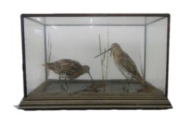 Taxidermy - a pair of cased snipes.