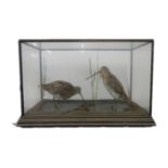 Taxidermy - a pair of cased snipes.