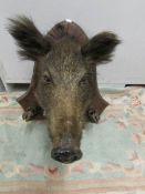 Taxidermy - a mounted boar's head.