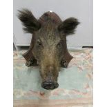 Taxidermy - a mounted boar's head.