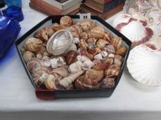 A mixed lot of assorted sea shells.