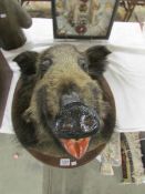 Taxidermy - a mounted boar's head.