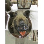 Taxidermy - a mounted boar's head.