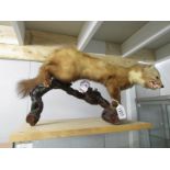 Taxidermy - A Scottish Pine Martin.