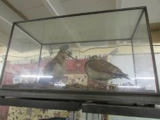 Taxidermy - a pair of cased woodcocks.