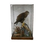 Taxidermy - a cased buzzard.