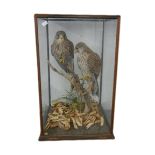 Taxidermy - a pair of cased kestrels.