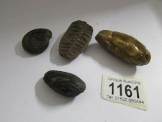 4 fossils found by the army whilst drilling for oil at the Eaking site in Newark, WW2,