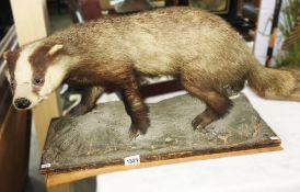 Taxidermy - a badger