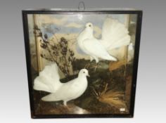 Taxidermy - a cased pair of white fan tail doves.