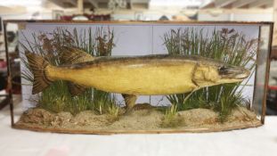 A Taxidermy - a large pike (case a/f)