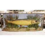 A Taxidermy - a large pike (case a/f)