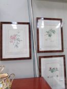 3 framed and glazed botanical prints.