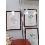 3 framed and glazed botanical prints.