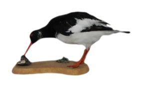 Taxidermy - an oyster catcher.