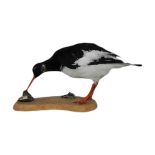 Taxidermy - an oyster catcher.