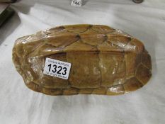 TAxidermy - a tortoise shell.