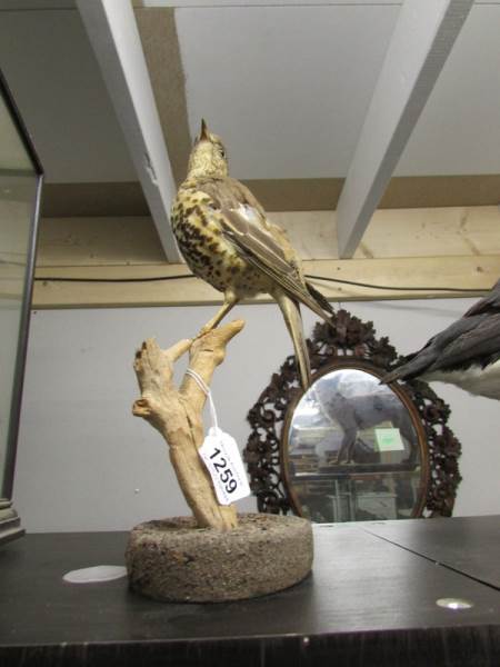 Taxidermy - A thrush. - Image 2 of 2