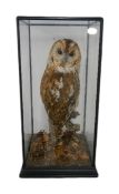 Taxidermy - a cased tawny owl.