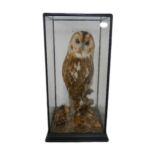Taxidermy - a cased tawny owl.